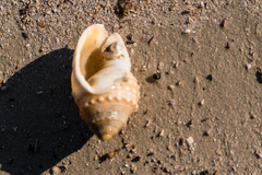 Galeodea echinophora