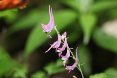 Corydalis mucronata