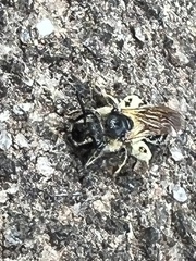 Andrena crataegi