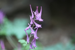 Corydalis mucronata