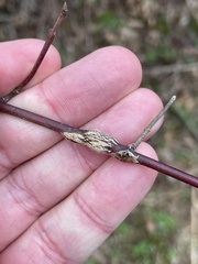 Neolasioptera cornicola