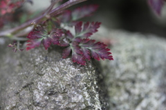 Corydalis mucronata