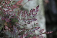 Corydalis mucronata