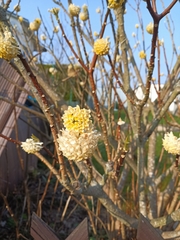 Edgeworthia