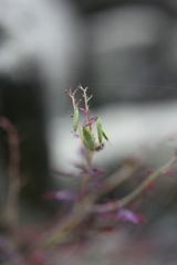 Corydalis mucronata