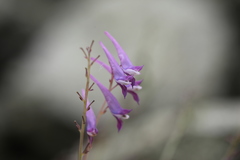 Corydalis mucronata