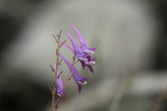 Corydalis mucronata