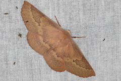 Monoctenia falernaria