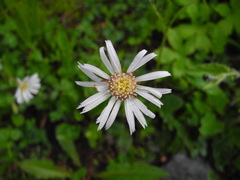 Aster bellidiastrum