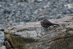 Cinclodes patagonicus patagonicus