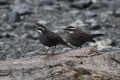 Cinclodes patagonicus patagonicus