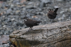 Cinclodes patagonicus patagonicus