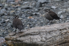 Cinclodes patagonicus patagonicus