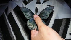 Papilio memnon