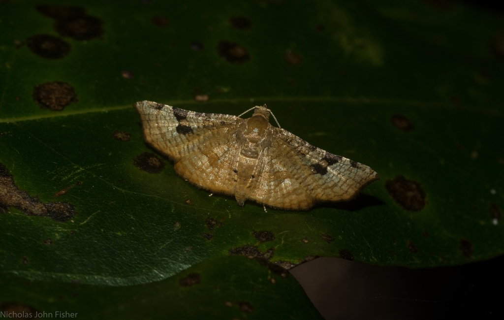 Addaea aneranna