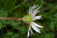 Aster bellidiastrum