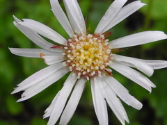 Aster bellidiastrum