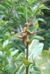 Heliconia monteverdensis image