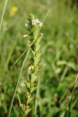 Euphrasia pectinata