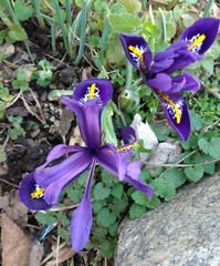 Iris reticulata