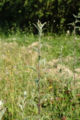 Centaurea phrygia salicifolia
