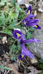 Iris reticulata