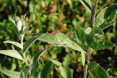 Centaurea phrygia salicifolia