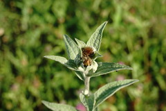 Centaurea phrygia salicifolia
