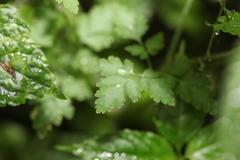 Corydalis mucronata