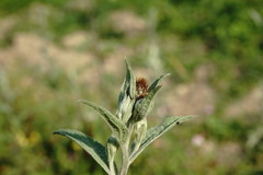 Centaurea phrygia salicifolia