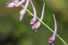 Corydalis mucronata