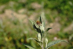 Centaurea phrygia salicifolia