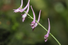 Corydalis mucronata