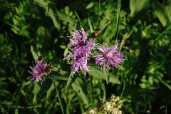 Centaurea phrygia salicifolia