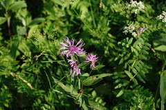Centaurea phrygia salicifolia