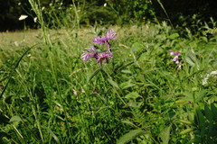 Centaurea phrygia salicifolia