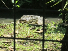 Crocodylidae