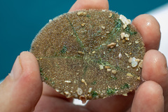 Clypeaster humilis