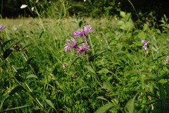 Centaurea phrygia salicifolia