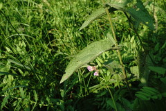 Centaurea phrygia salicifolia