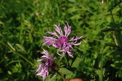 Centaurea phrygia salicifolia