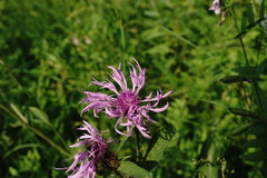 Centaurea phrygia salicifolia