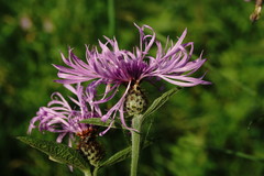 Centaurea phrygia salicifolia