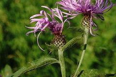 Centaurea phrygia salicifolia