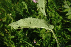 Centaurea phrygia salicifolia