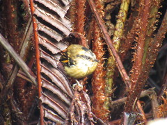 Aphrastura spinicauda fulva