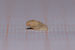 Capulus ungaricus