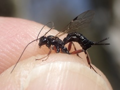 Pimpla turionellae
