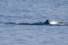 Balaenoptera borealis