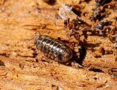 Armadillidium pulchellum